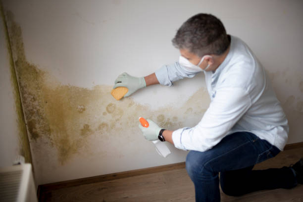 Best Industrial Mold Remediation  in Henderson, GA