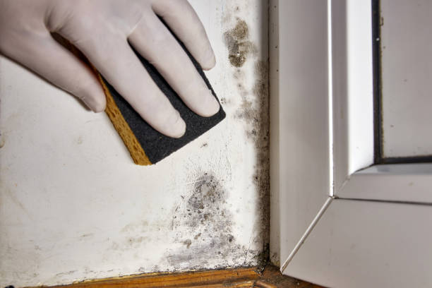  Henderson, GA Mold Removal Pros